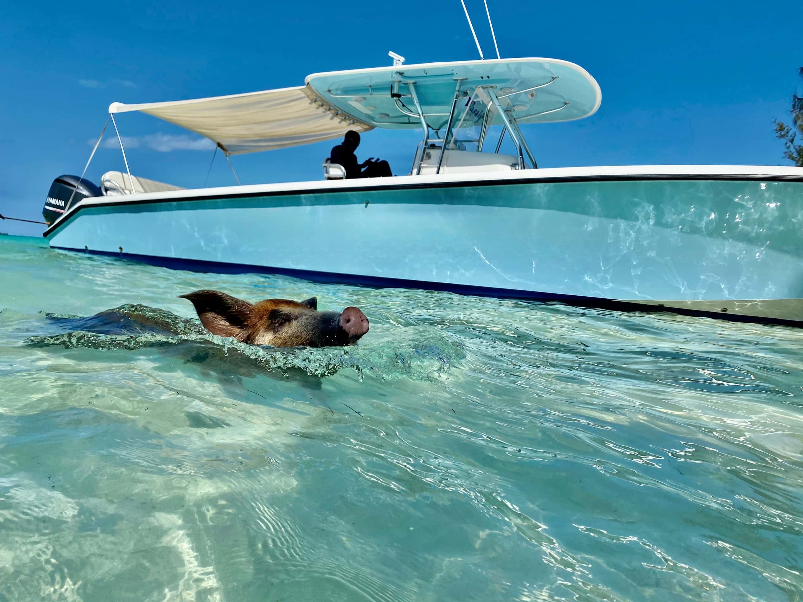 41ft Speedboat Charter to the Exuma Swimming Pigs — photo 2