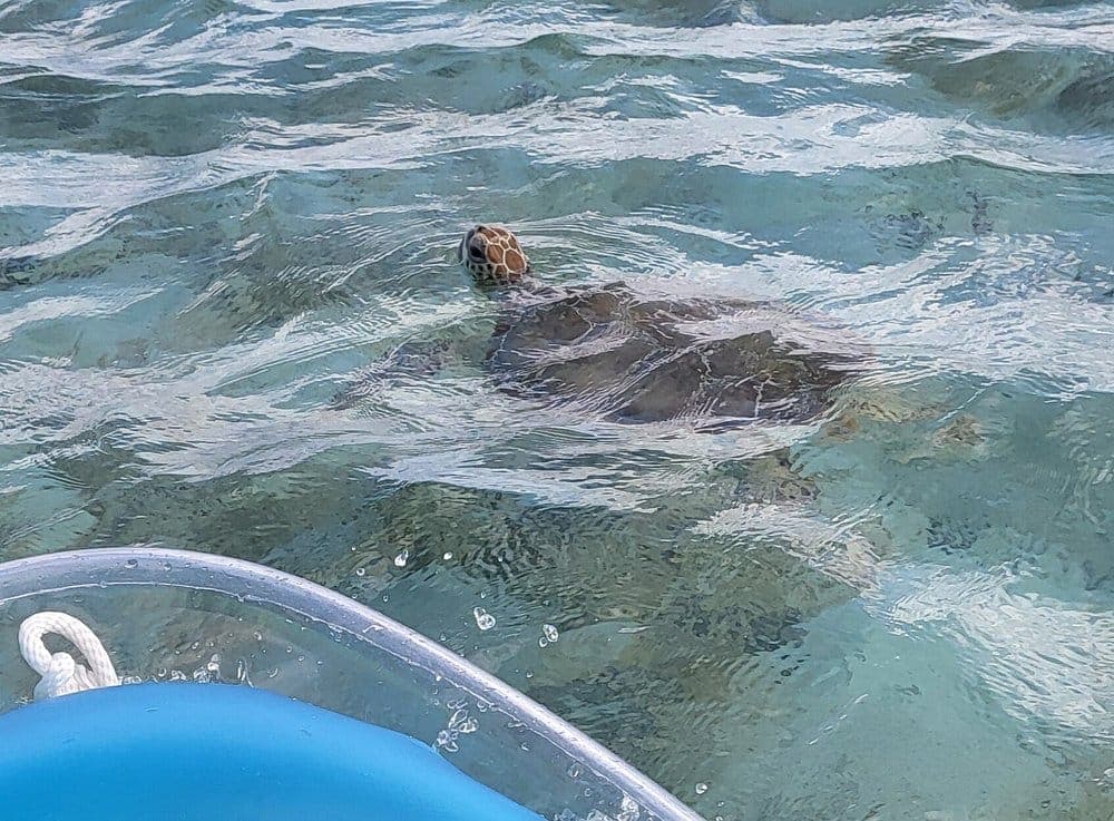 Clear kayak mangrove tour Turks and Caicos