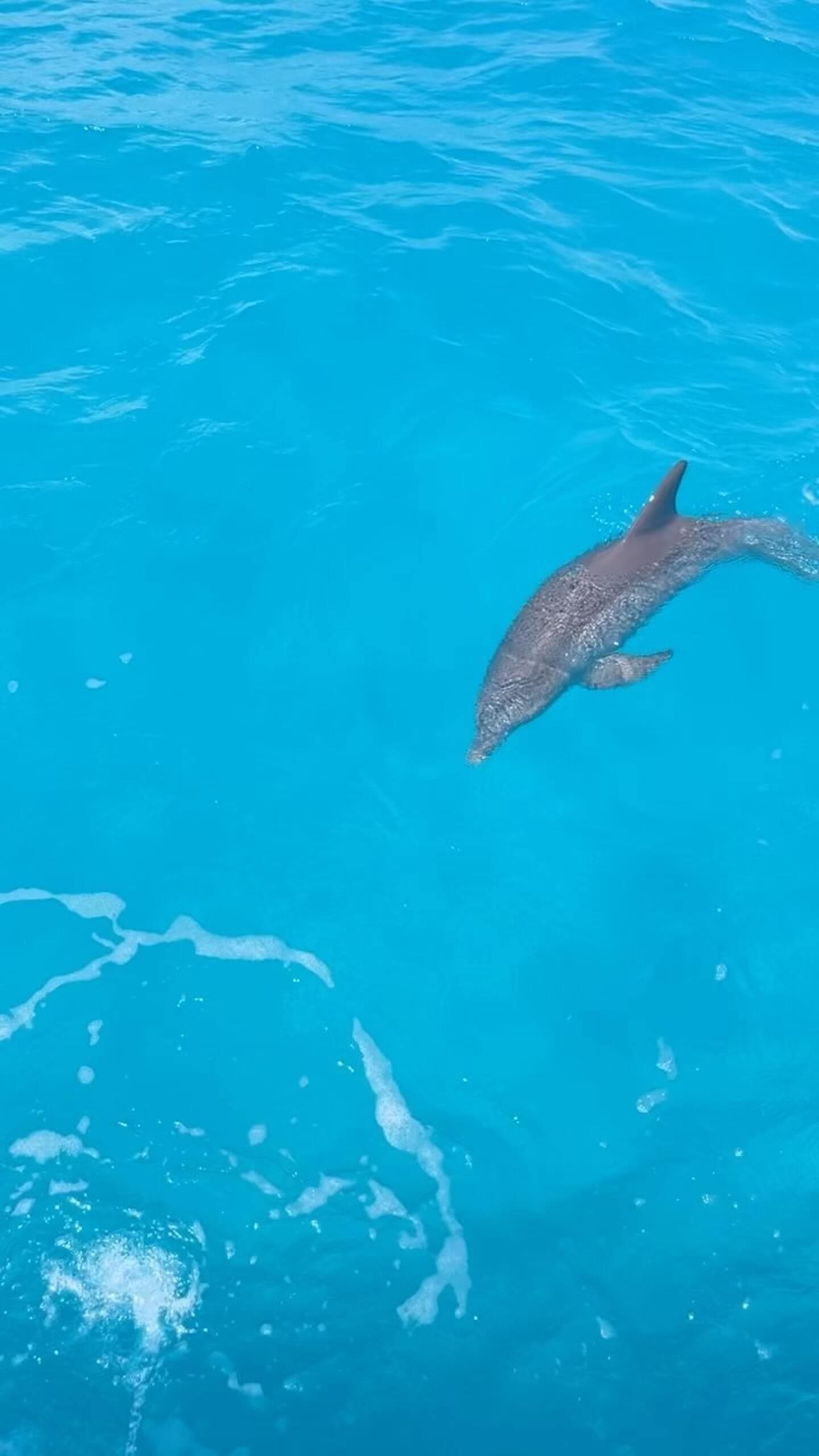 dolphin (1)