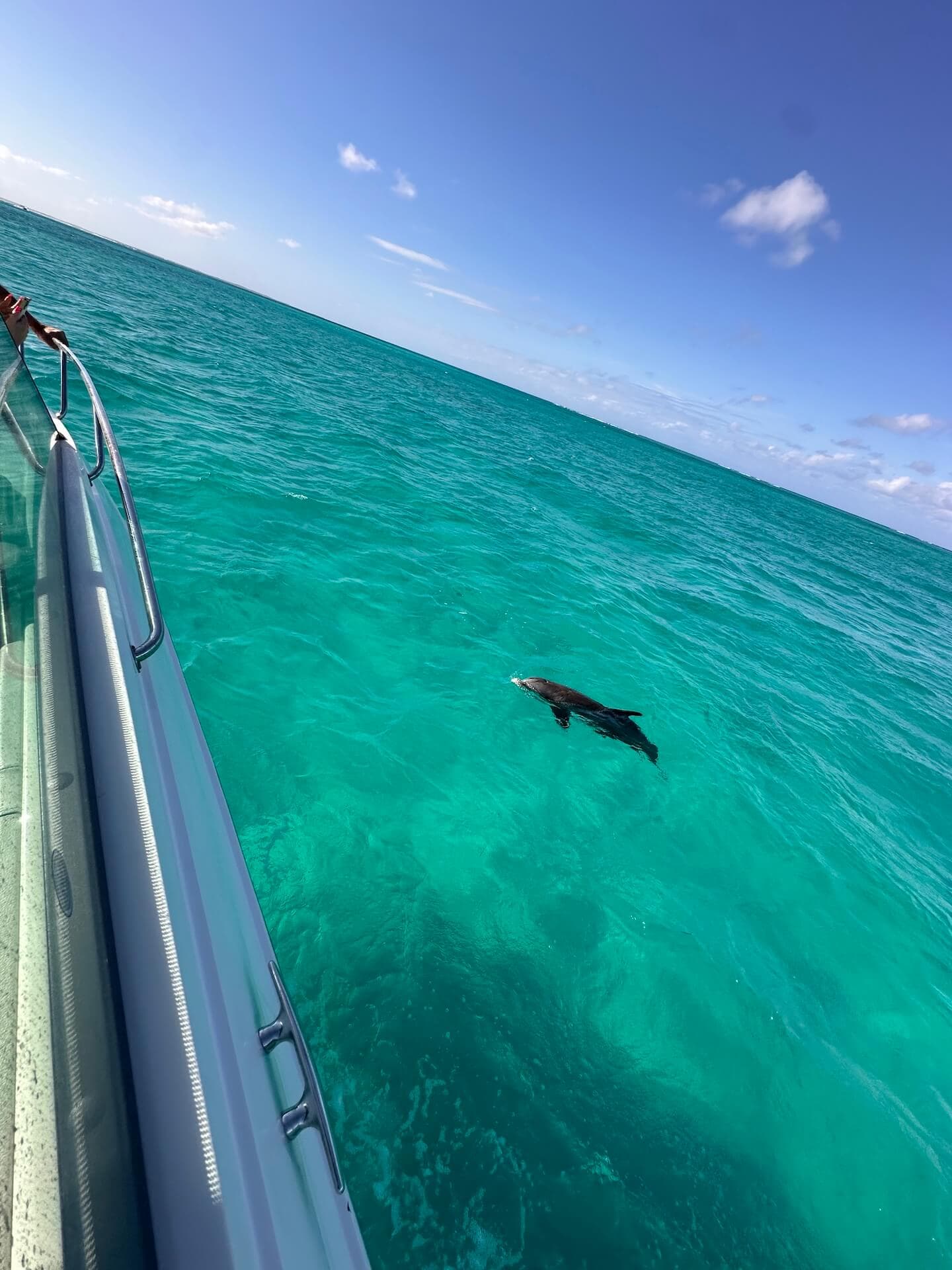 dolphin
