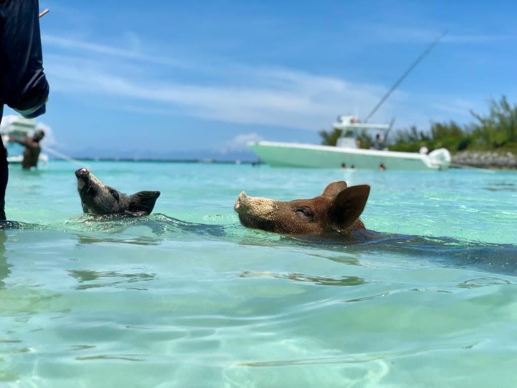 41ft Speedboat Charter to Northern Exuma — photo 34