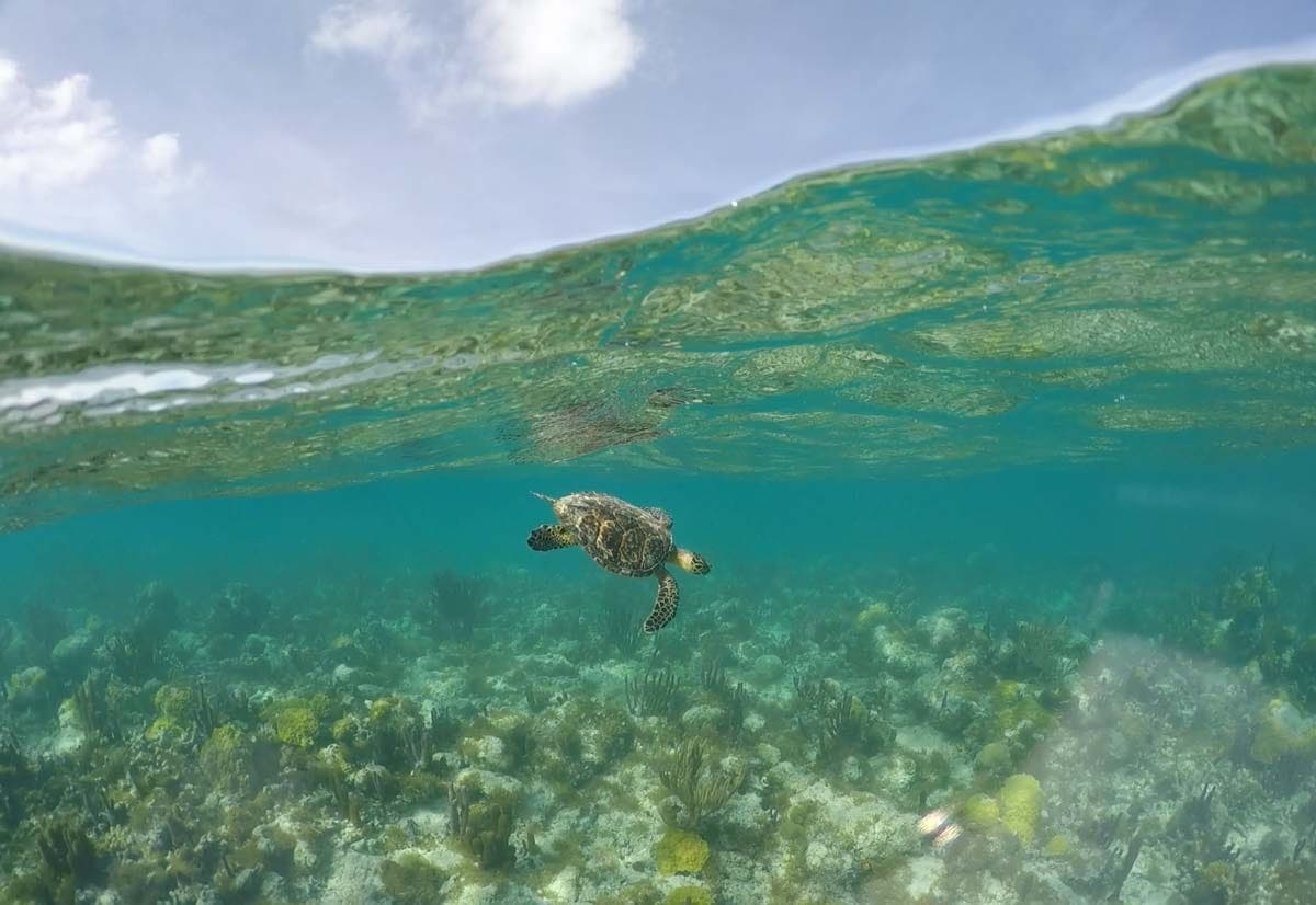 Snuba shipwreck and iguana tour Turks and Caicos