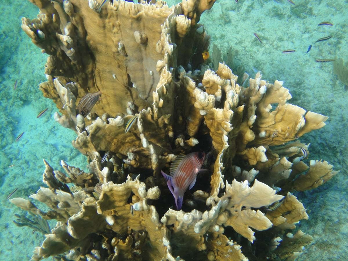 Snuba shipwreck and iguana tour Turks and Caicos